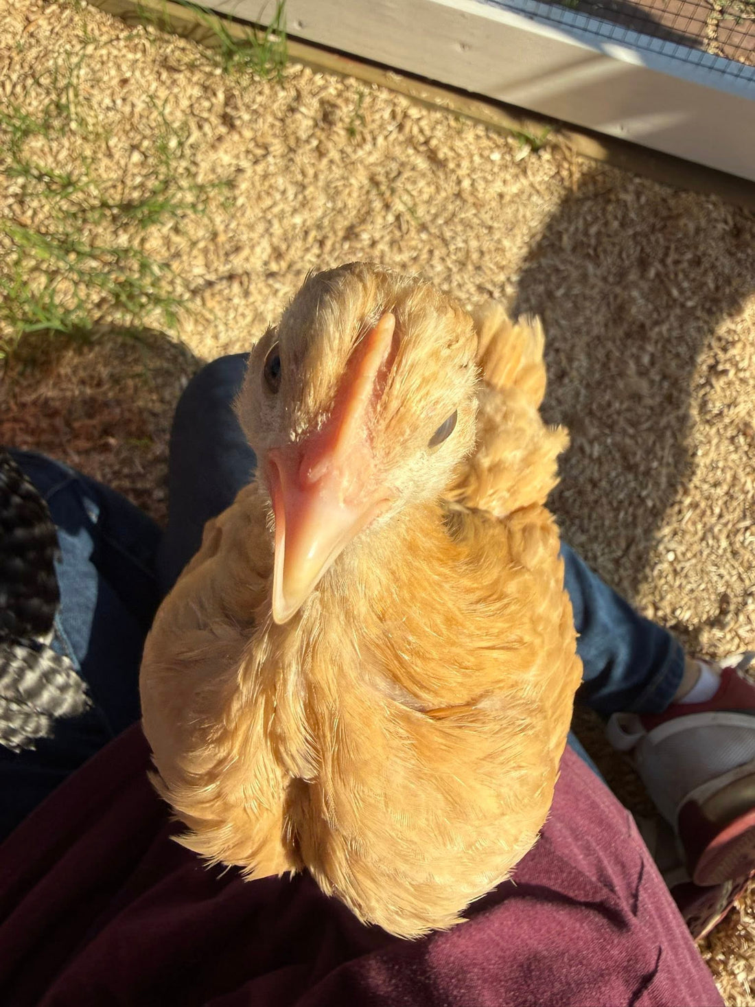 Hush Little Chicky Don't Say A Word