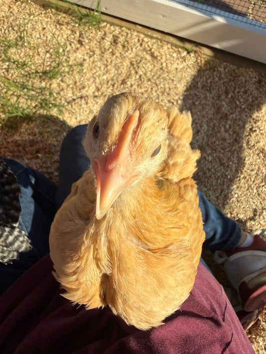 Hush Little Chicky Don't Say A Word