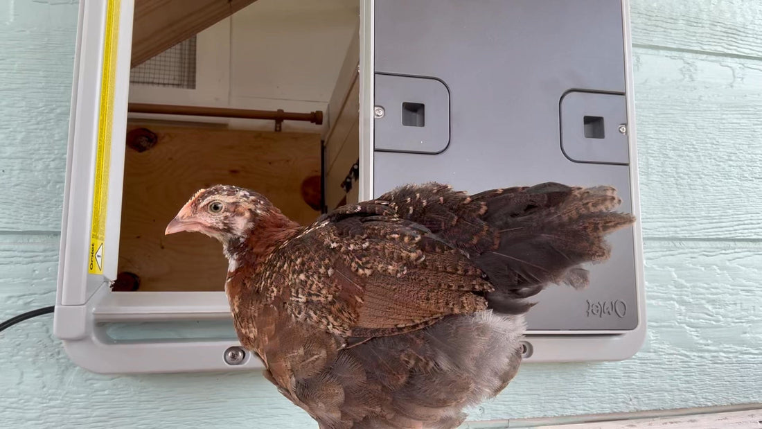 A Cozy Coop Door Makeover, Supervised by Hazel and Bea