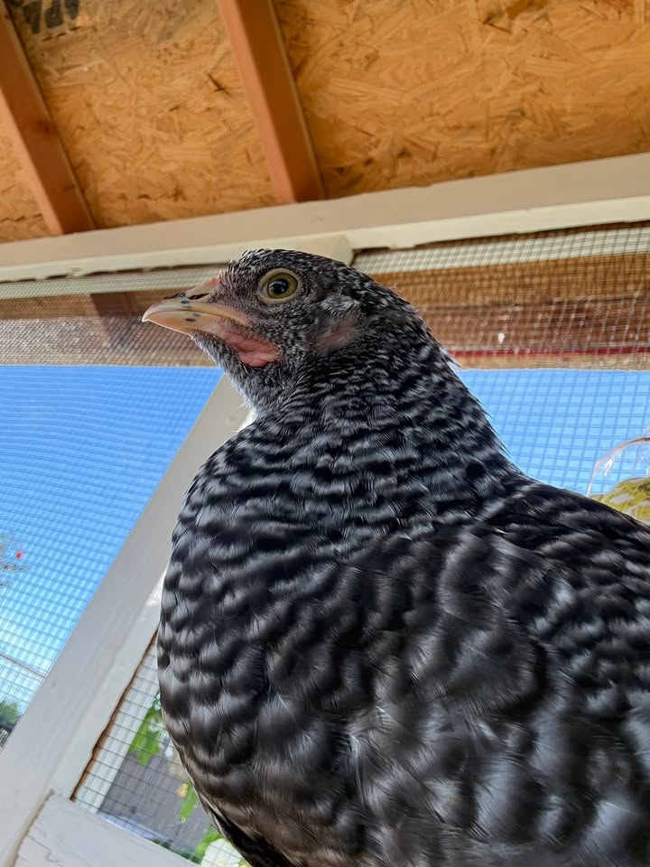 Bea, Bling, and the Brand-New Sign: A Homestead Tale from Casa de Pollo