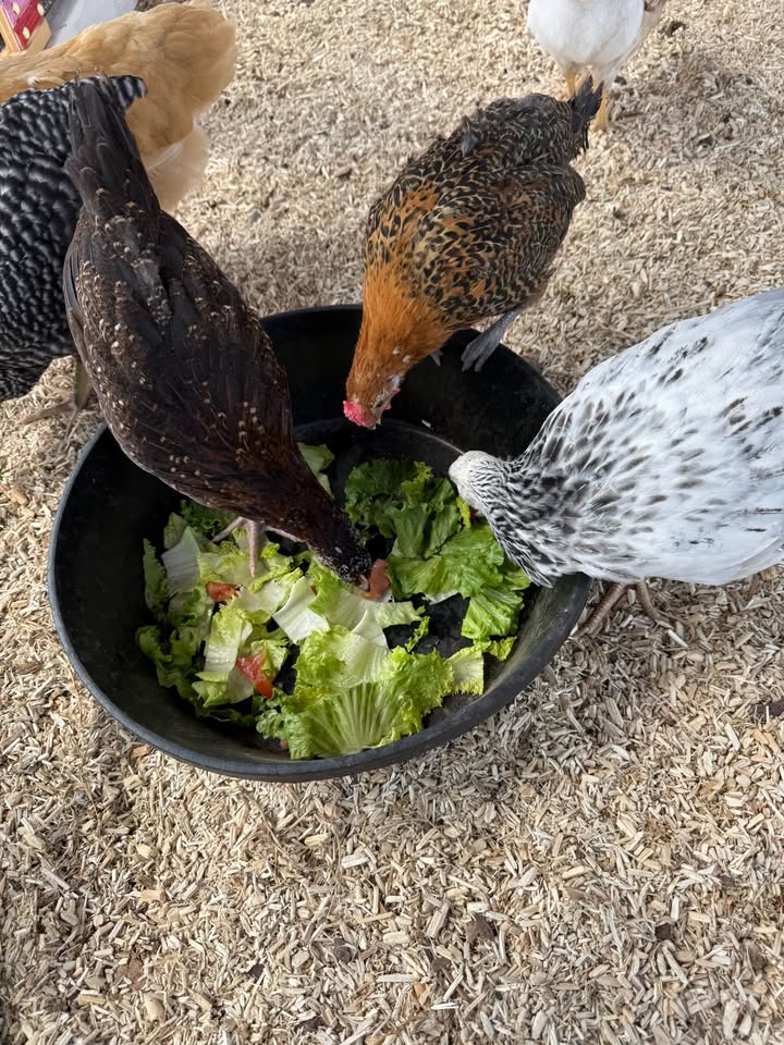 Salad Time on the Homestead: A Bougie Flock’s Farmhouse Feathers