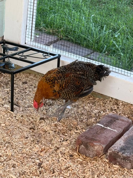Gerdi’s Hey‑Hey Era: A Warm, Homestead Tale of Feathers, Fame, and a Loud Crow