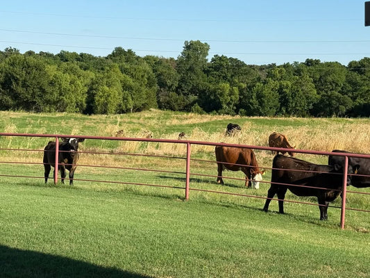 The Great Cattle Run of 2026: A Homestead’s Joy, Quiet Moments, and Misty’s Memory