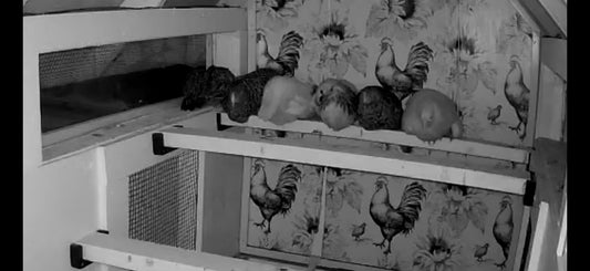 Night Whispers in the Bougie Coop: A Homestead’s Quiet Blessing