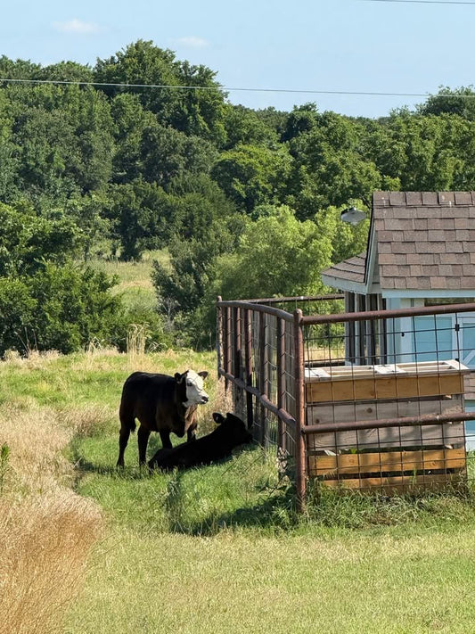 Casa de Pollo: Roosters, Calves, and the Sweet Surprises of Farm Life