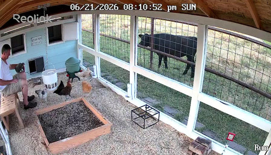 Hey-Hey’s Big Debut: A Humble Crow from Our Backyard Homestead