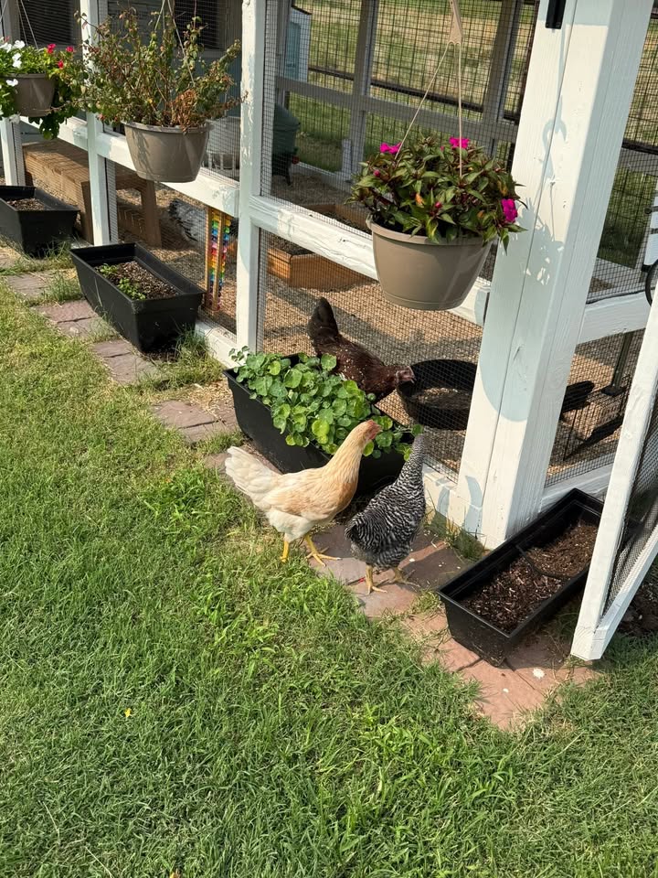 Bea, Hazel, and the Flock’s First Free‑Range Adventure: A Small-Town Homestead Chronicle