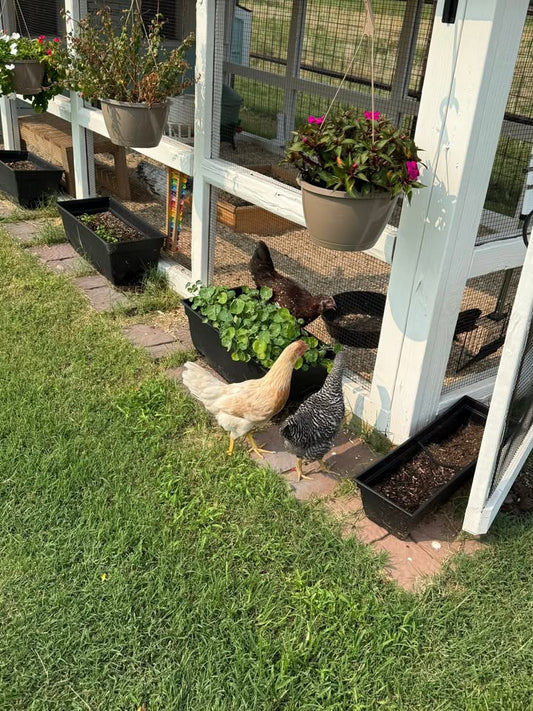 Bea, Hazel, and the Flock’s First Free‑Range Adventure: A Small-Town Homestead Chronicle