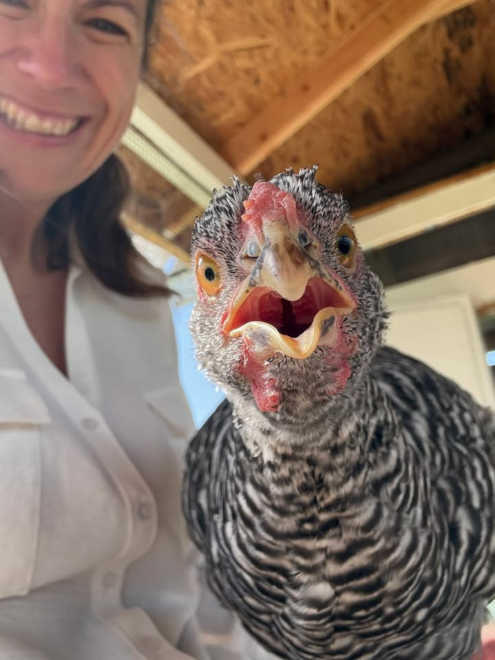 Bea’s Coop Chronicles: From Scratching Posts to Poultry Penthouse Prestige