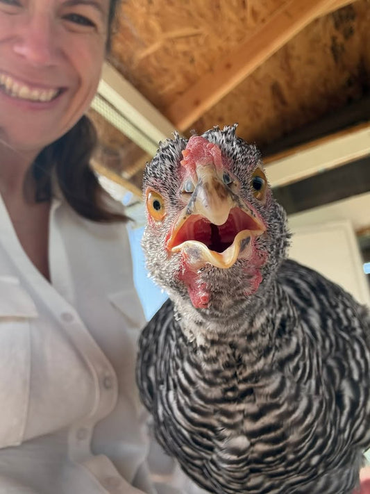 Bea’s Coop Chronicles: From Scratching Posts to Poultry Penthouse Prestige