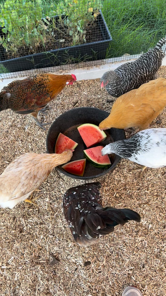 Summer Treats for the Flock: A Hearth & Handcraft Moment
