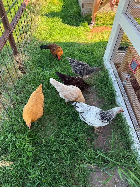 Free Ranging Days: A Quiet Morning on the Homestead