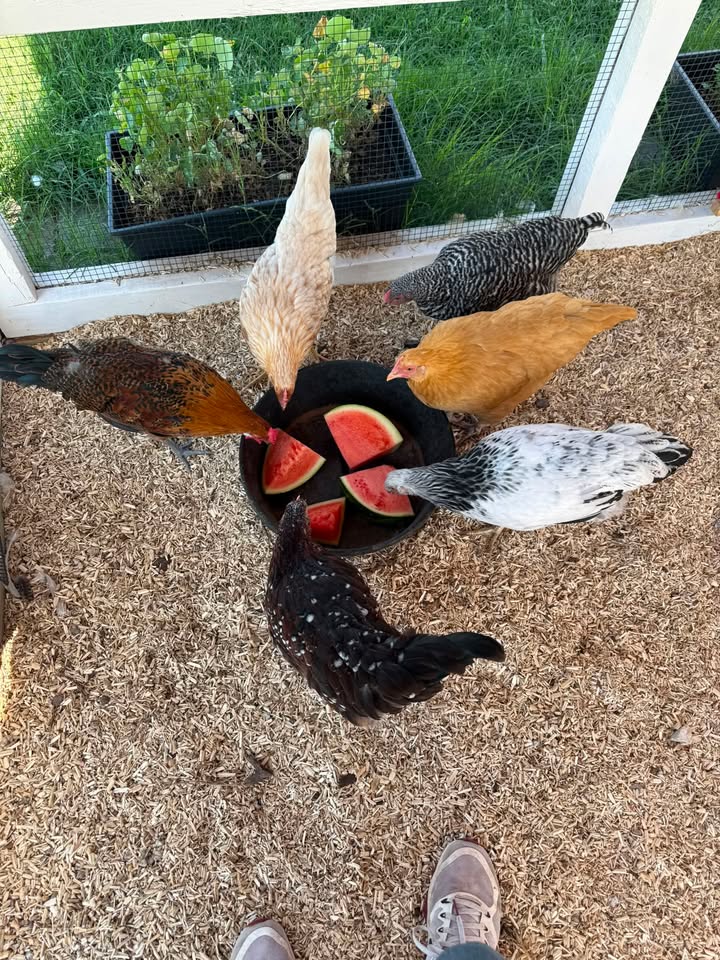 Watermelon Wednesday with the Flock on Summer Homestead