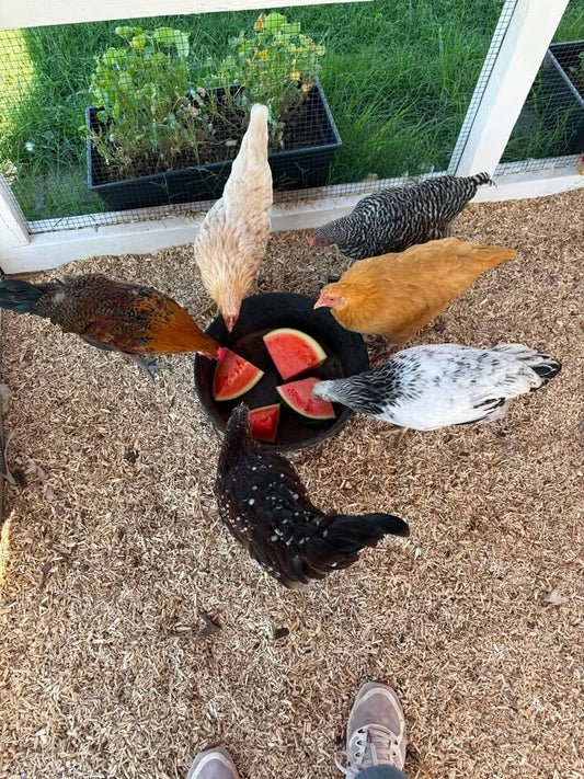 Watermelon Wednesday with the Flock on Summer Homestead