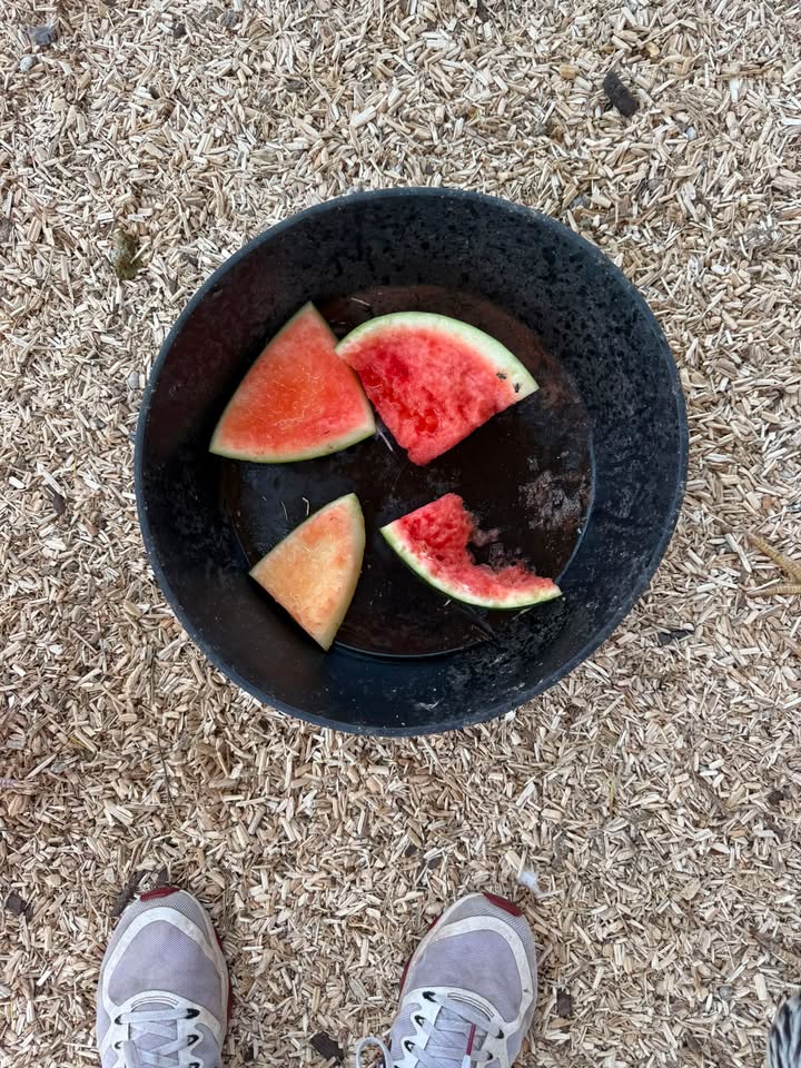 Watermelon Wednesday with Our Happy Hen Crew