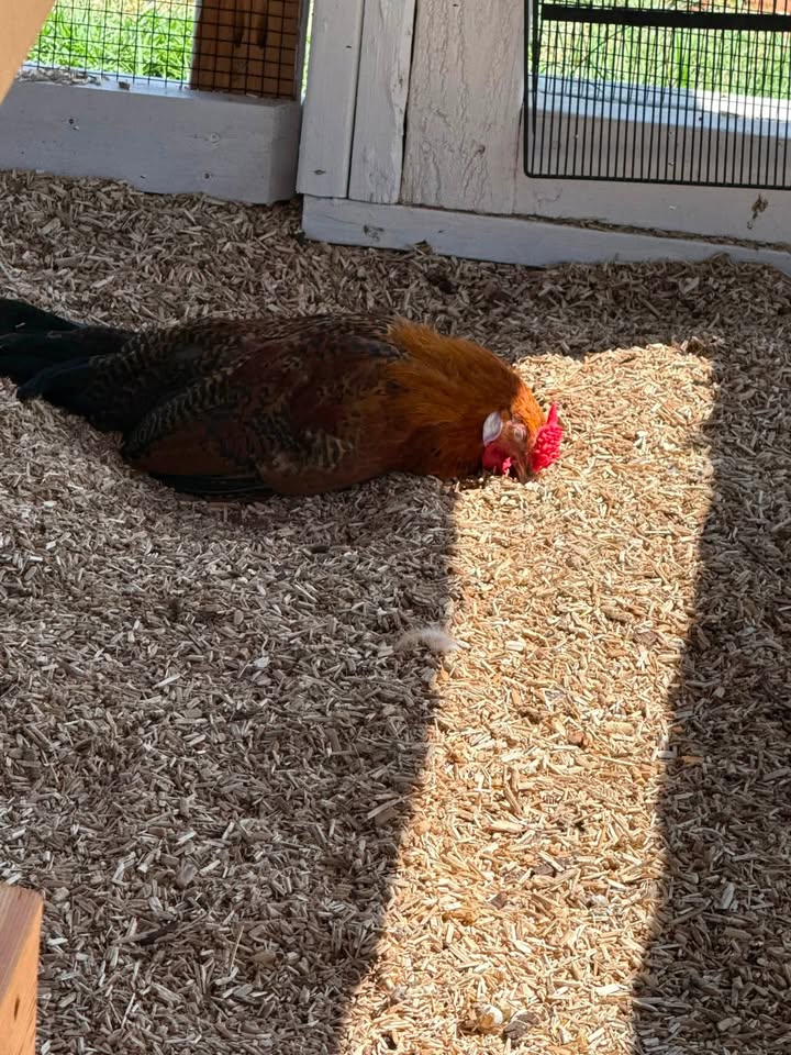 A Nap After Solar Sparks at the Coop