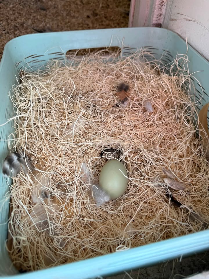 The Case of the Green Eggs in Our Coop
