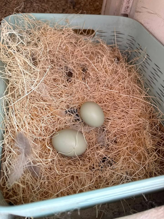 First Eggs, Quiet Milestones, Simple Joys
