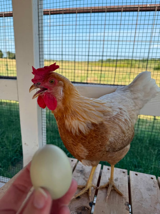 The Mystery Green Egg Solved on Our Homestead