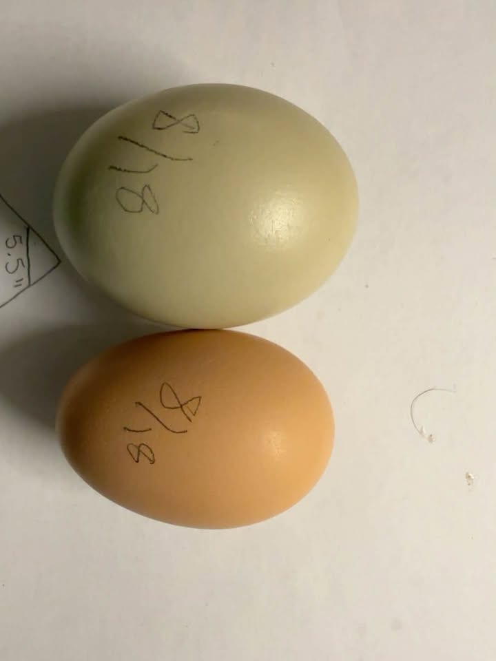 The Case of the Tiny Beige Egg Continues
