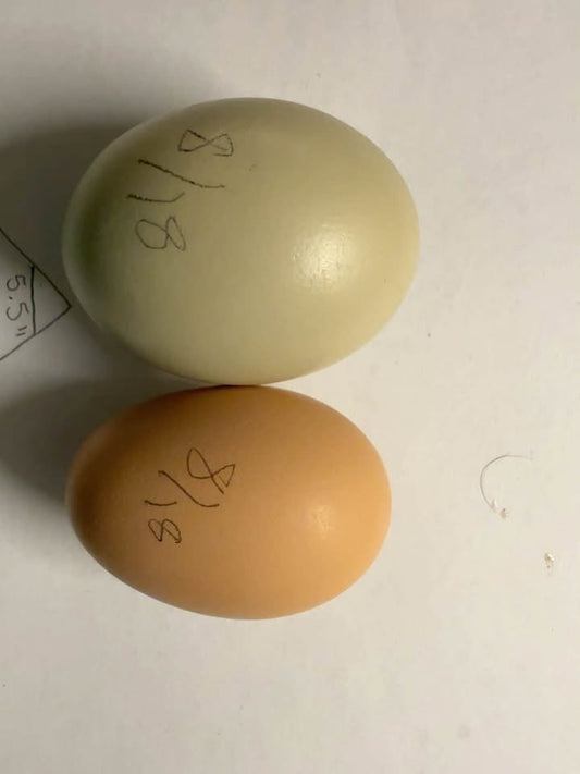 The Case of the Tiny Beige Egg Continues