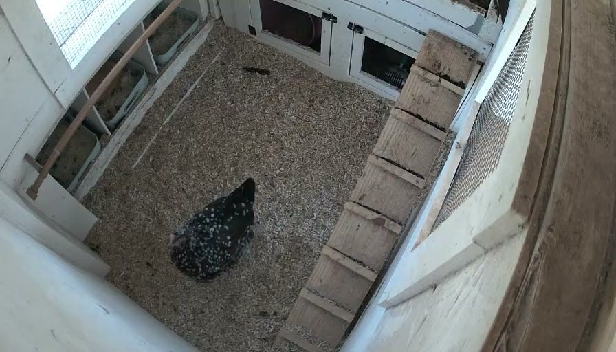 A Tiny Beige Egg Mystery in Our Henhouse 🐔