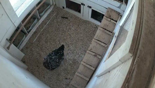 A Tiny Beige Egg Mystery in Our Henhouse 🐔