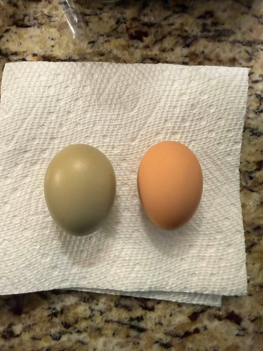 The Great Brown Egg Mystery Solved: Opal's First Browns