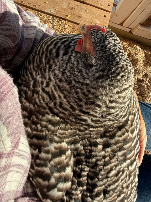 Sunlit Moments with Bea in the Chicken Run